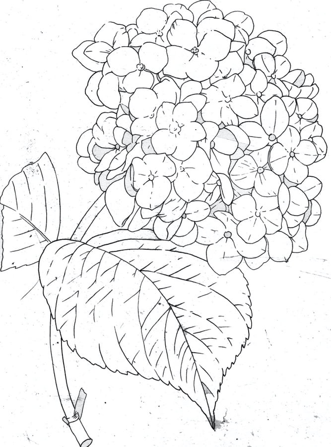 Coloring pages: Hydrangea