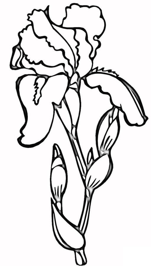 Coloring pages: Iris 1