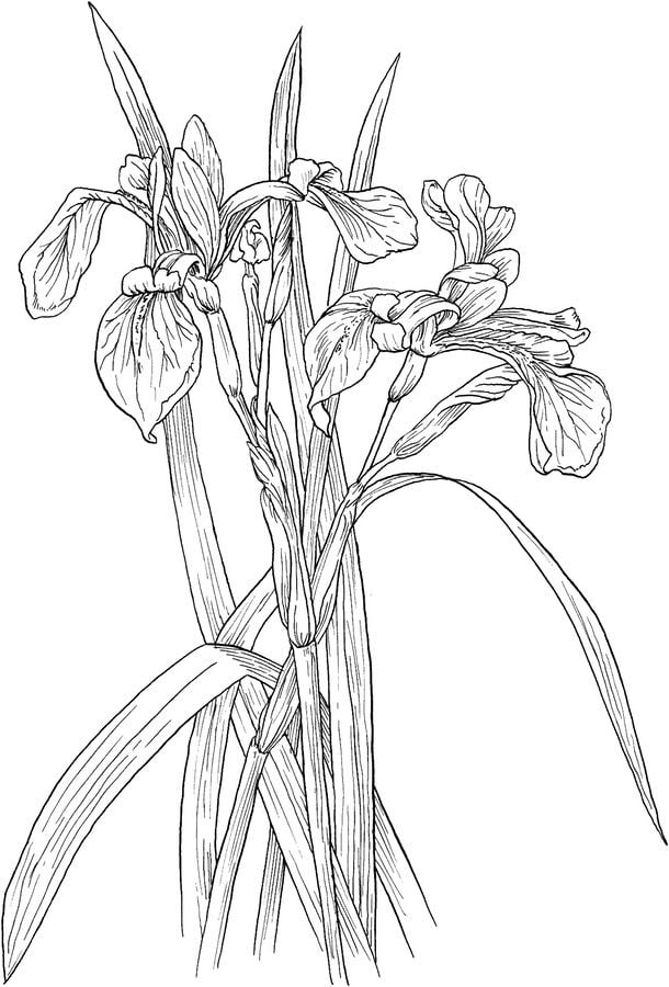 Coloring pages: Iris 2