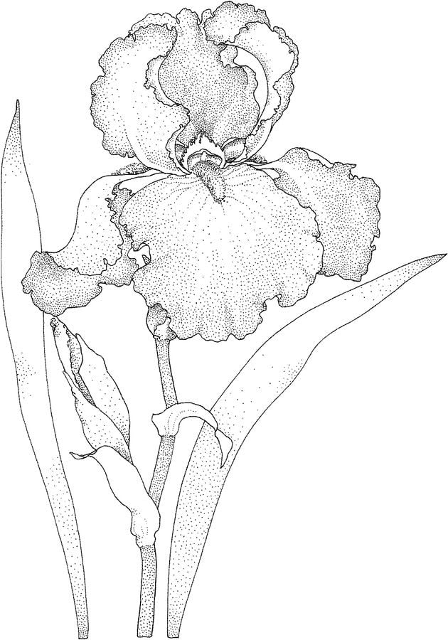 Coloring pages: Iris 4