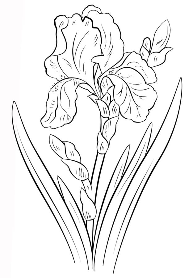 Coloring pages: Iris