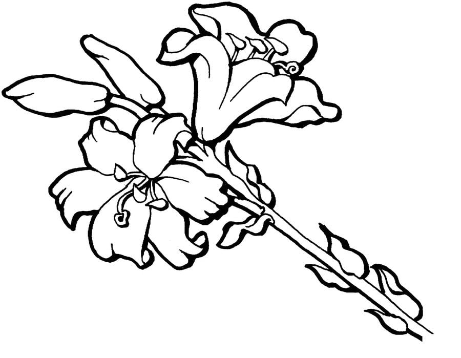 Coloring pages: Iris 6