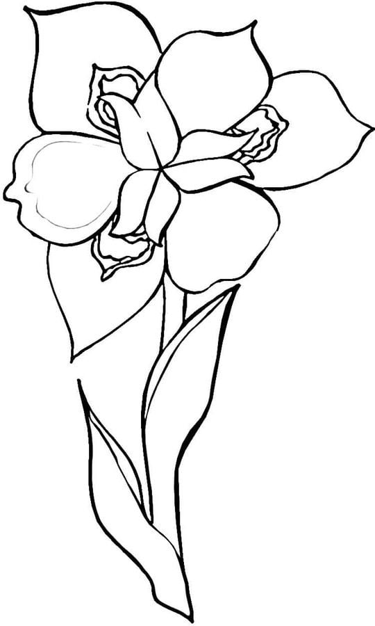 Coloring pages: Iris 7
