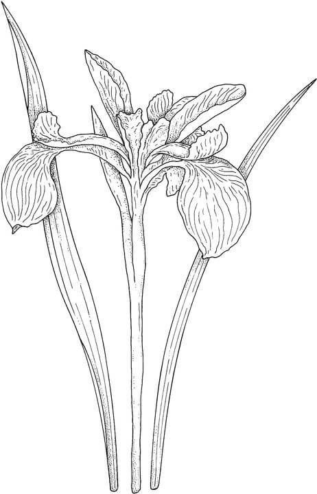 Coloring pages: Iris 8