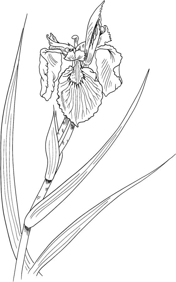 Coloring pages: Iris 9