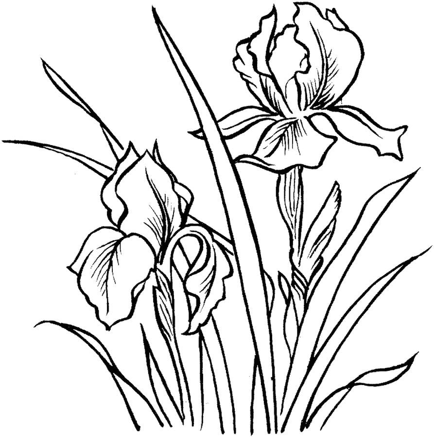 Coloring pages: Iris 10