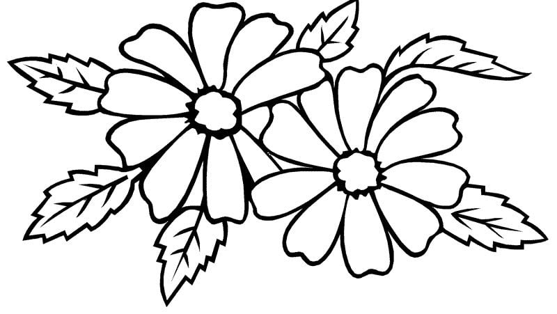 Coloring pages: Jasmine