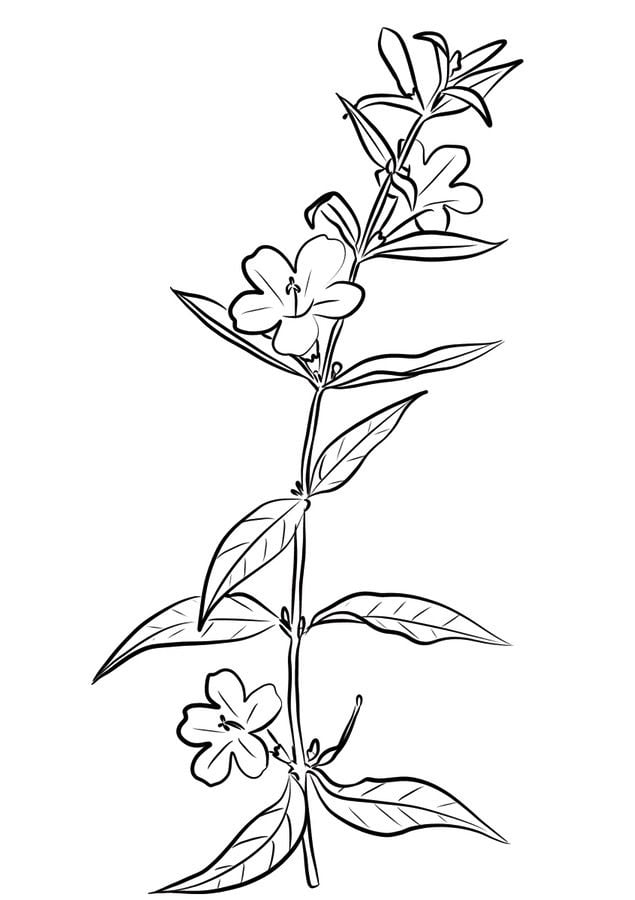Coloring pages: Jasmine