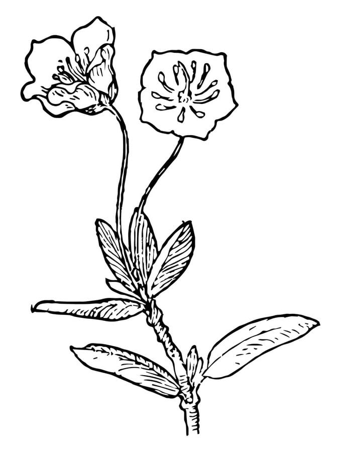 Coloring pages: Laurus