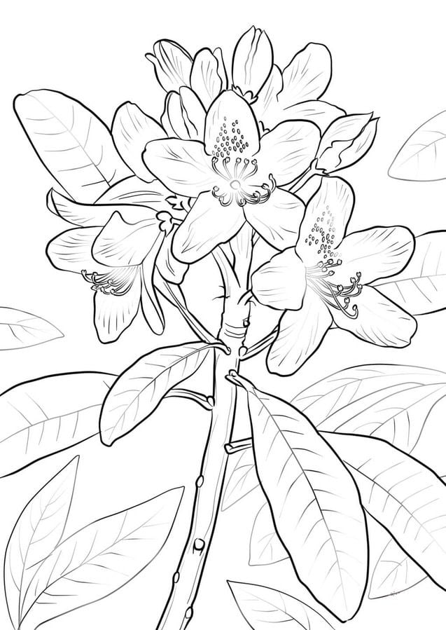 Coloring pages: Laurus