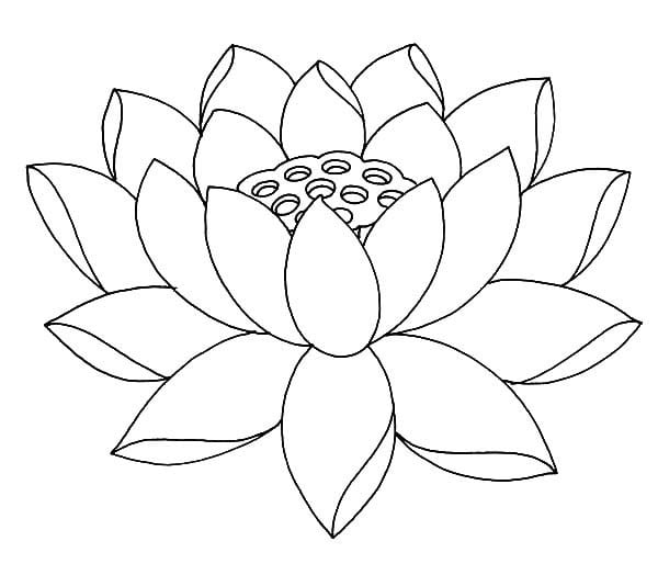 Coloring pages: Lotus
