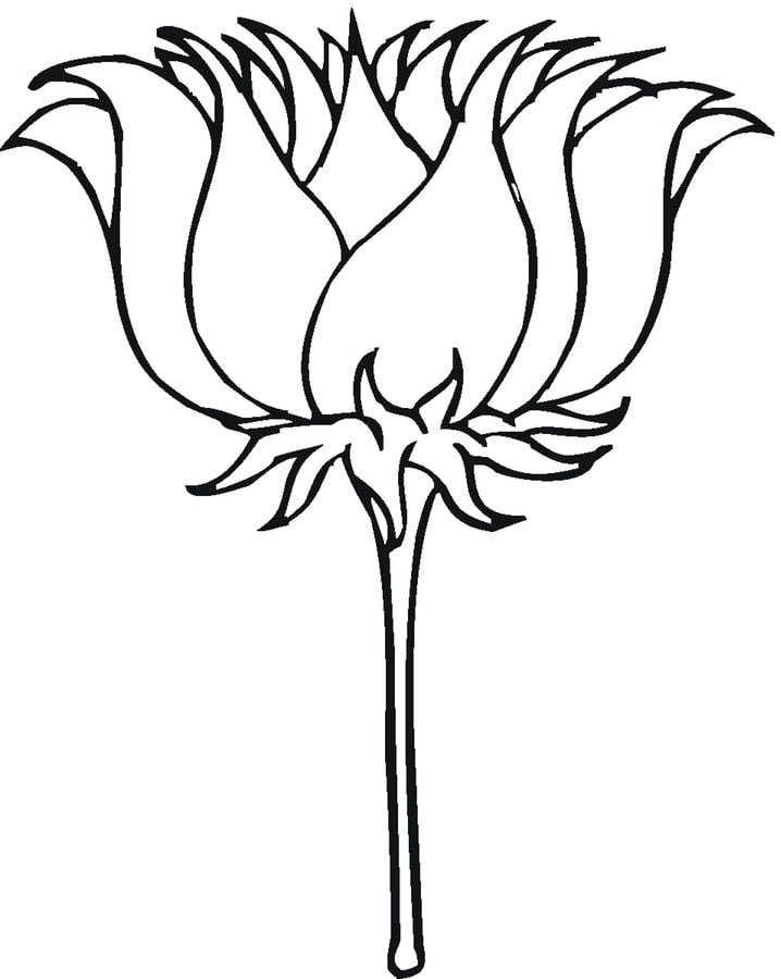 Coloring pages: Lotus 3