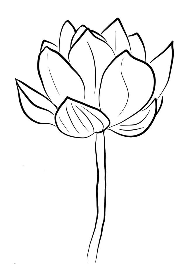 Coloring pages: Lotus