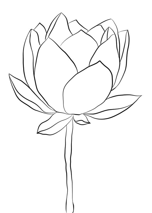 Coloring pages: Lotus 7