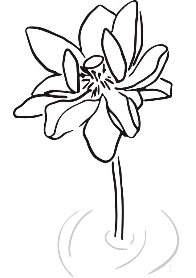 Coloring pages: Lotus 8