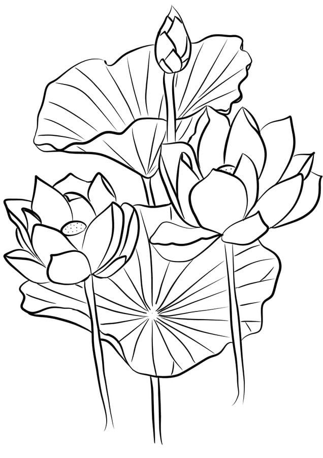 Coloring pages: Lotus 9