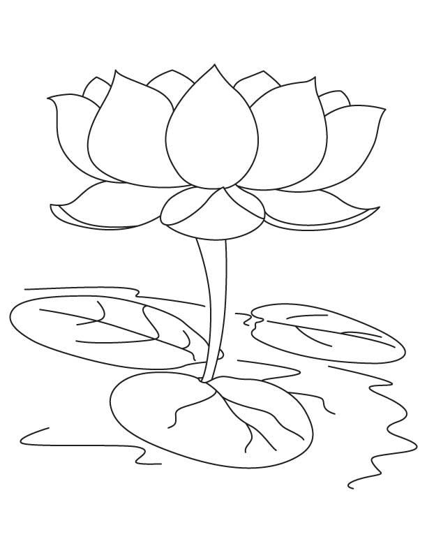 Coloring pages: Lotus 10