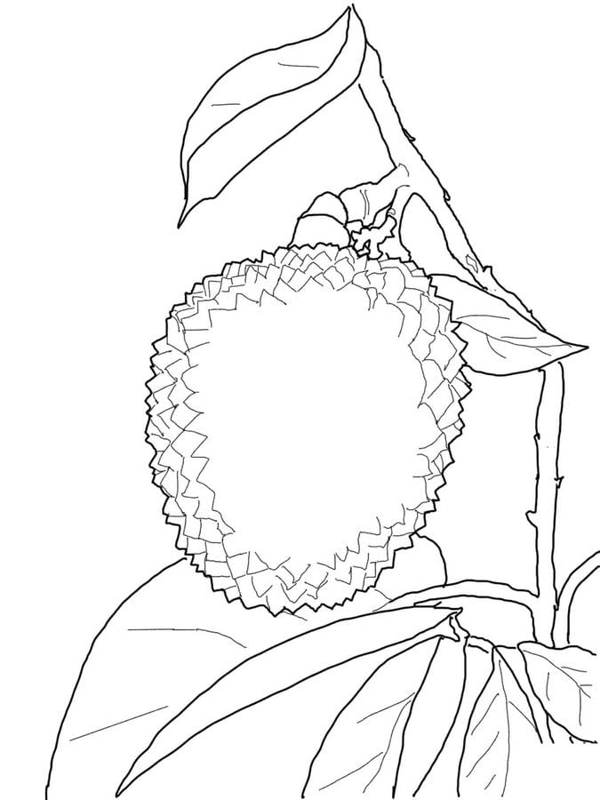 Coloring pages: Lychee