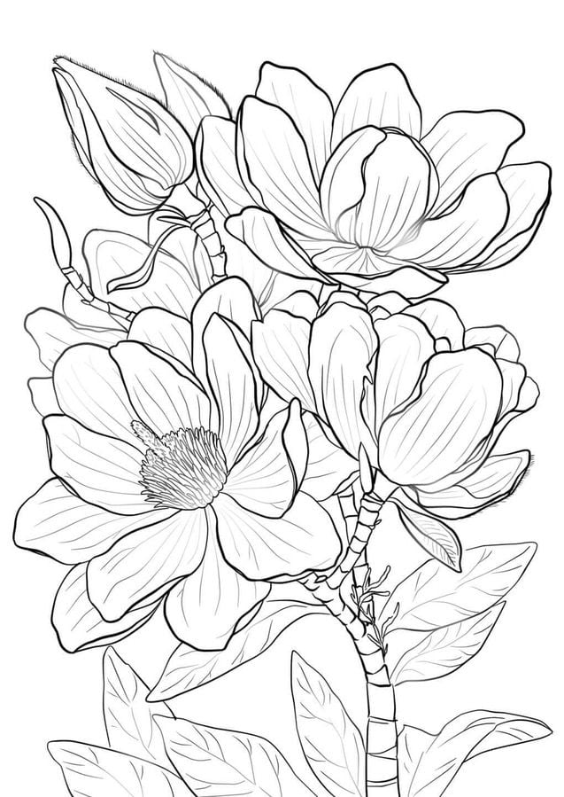 Coloriages: Magnolia