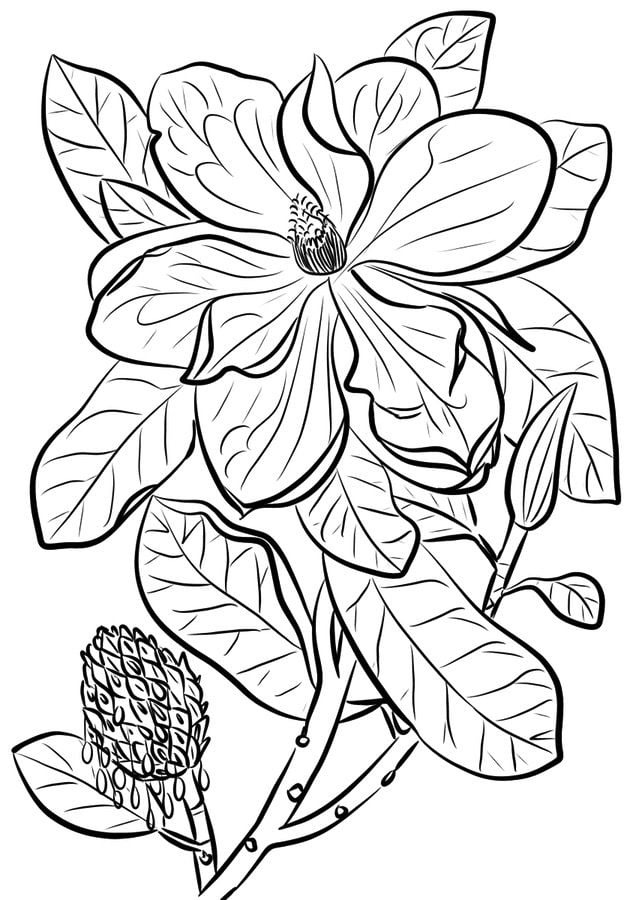 Disegni da colorare: Magnolia