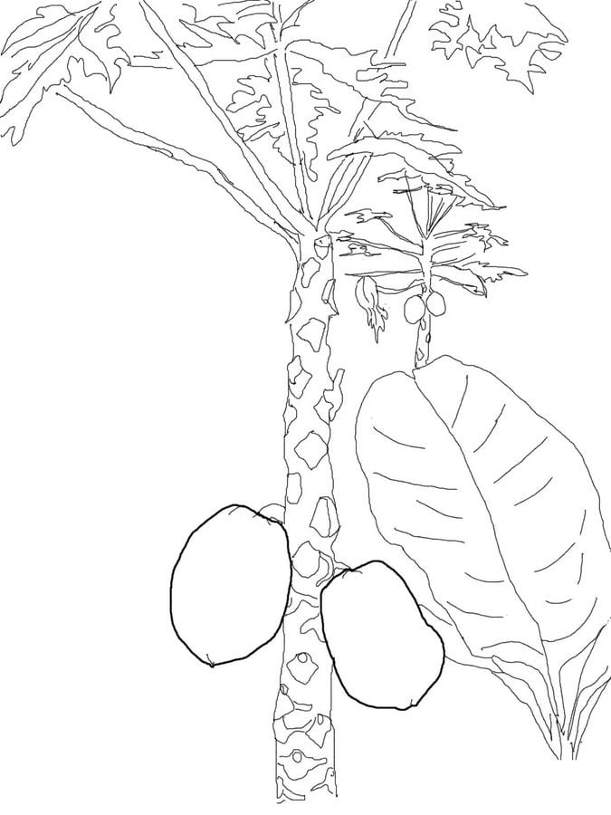Coloring pages: Mango