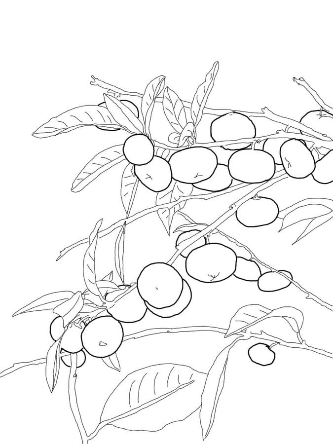 Coloring pages: Orange 80