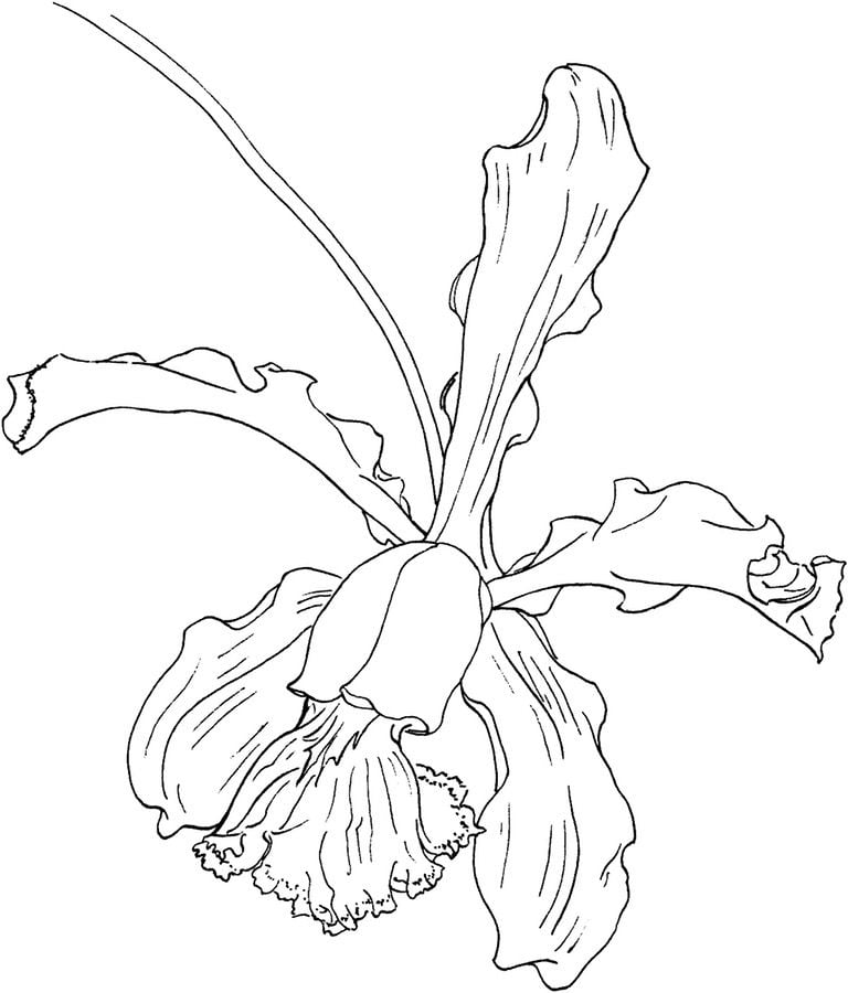 Disegni da colorare: Orchidea
