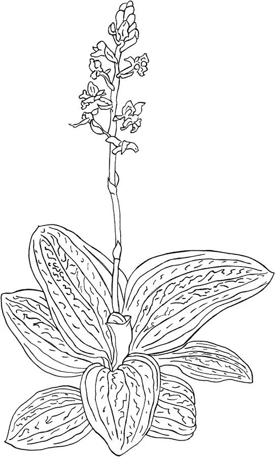 Ausmalbilder: Orchidee 11