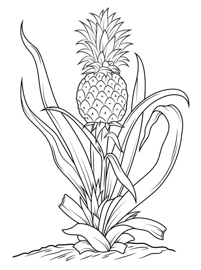 Disegni da colorare: Ananas
