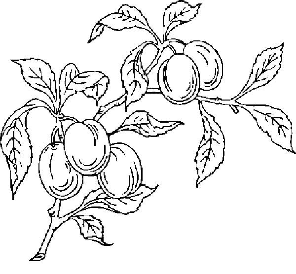 Coloring pages: Plum 6