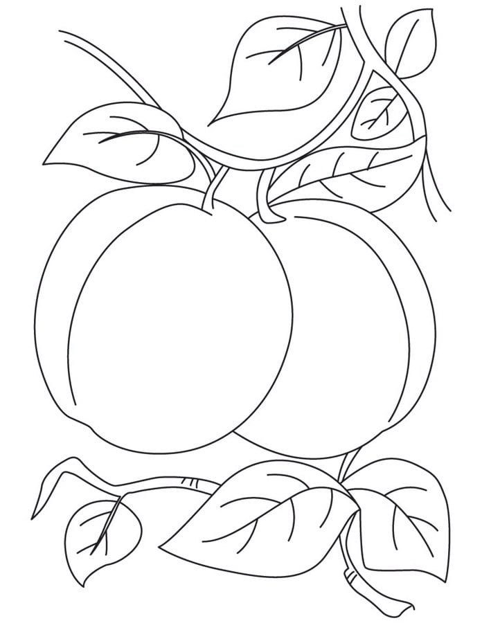 Coloriages: Prune