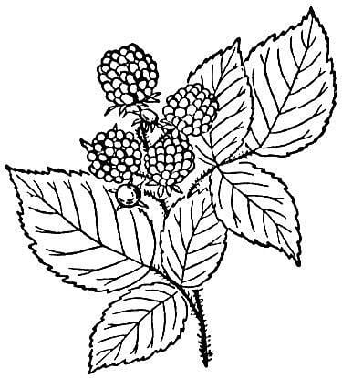 Coloring pages: Raspberry 28