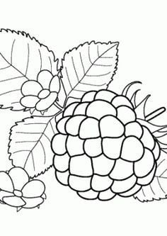 Coloring pages: Raspberry 27
