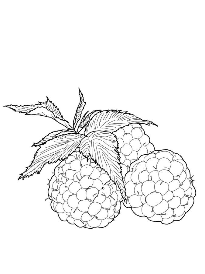Coloring pages: Raspberry