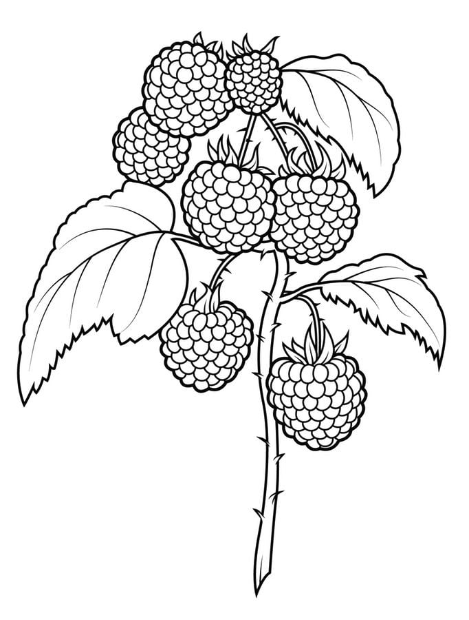 Coloring pages: Raspberry