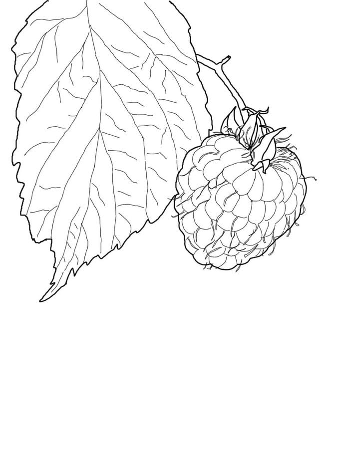 Coloring pages: Raspberry 23