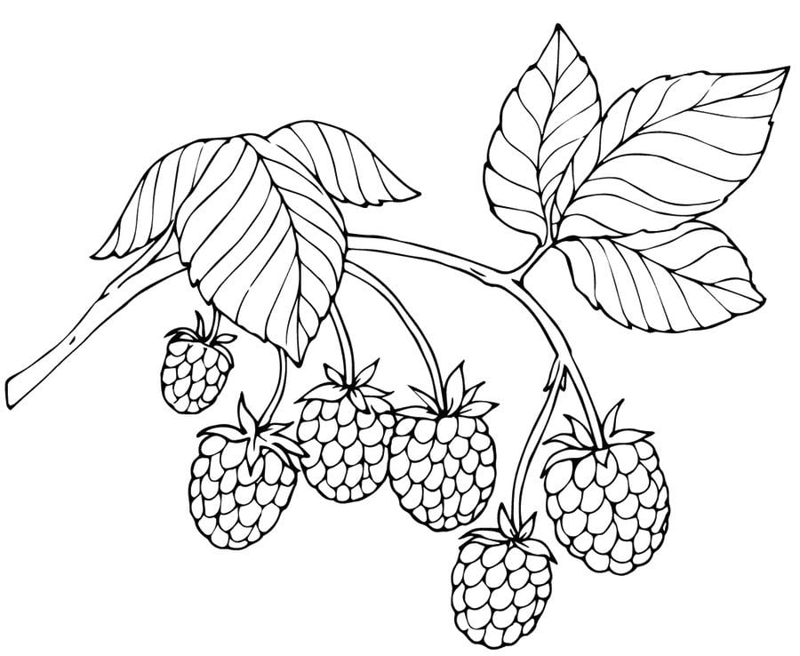 Coloring pages: Raspberry 21