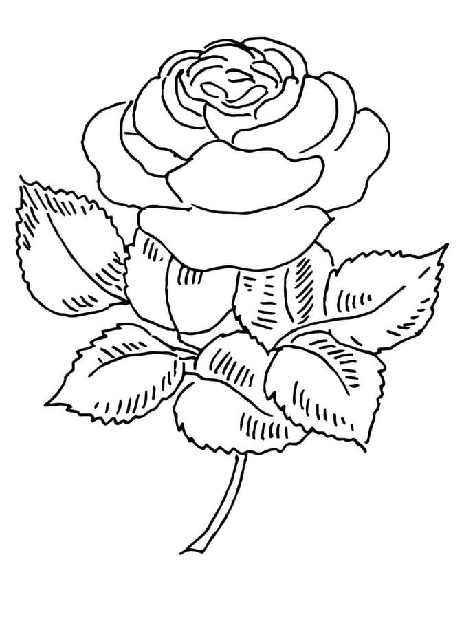 Disegni da colorare: Rosa 1