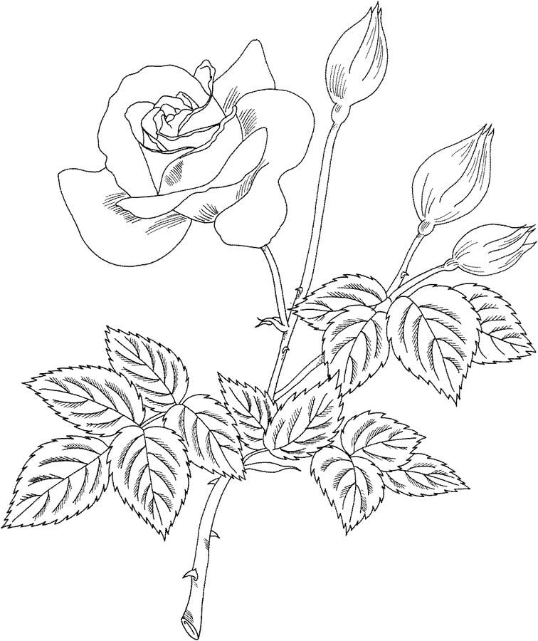 Coloring pages: Rose