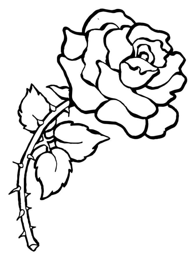 Kolorowanki: Róża