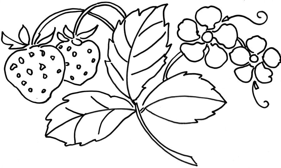 Coloring pages: Strawberry