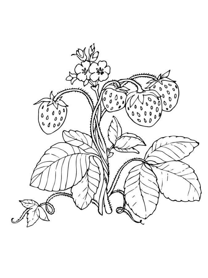Coloring pages: Strawberry 19
