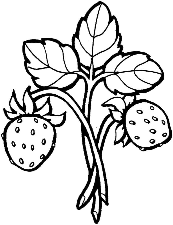 Dibujos para colorear: Fresas