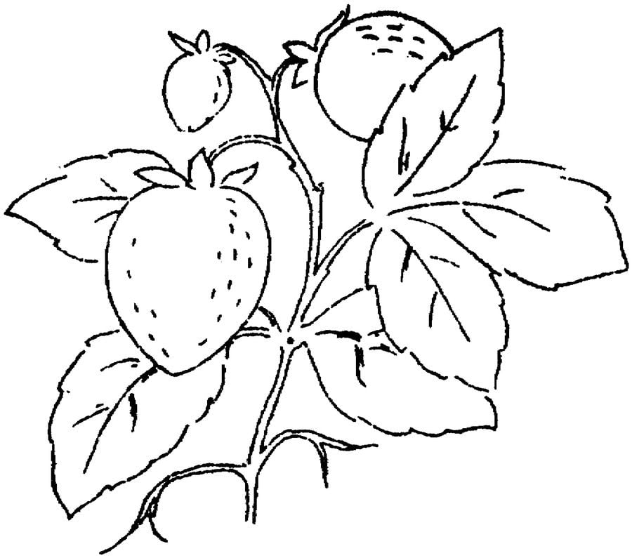 Coloring pages: Strawberry 17