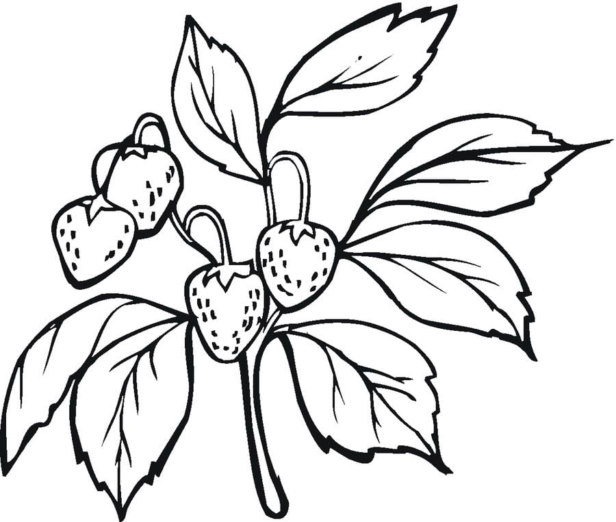 Coloring pages: Strawberry 14