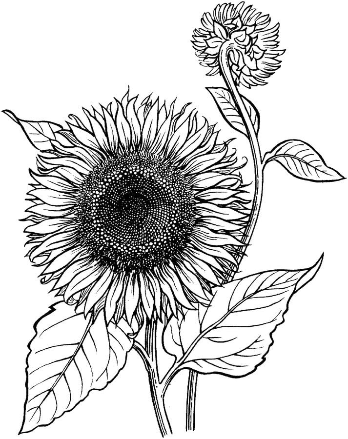 Ausmalbilder: Sonnenblumen