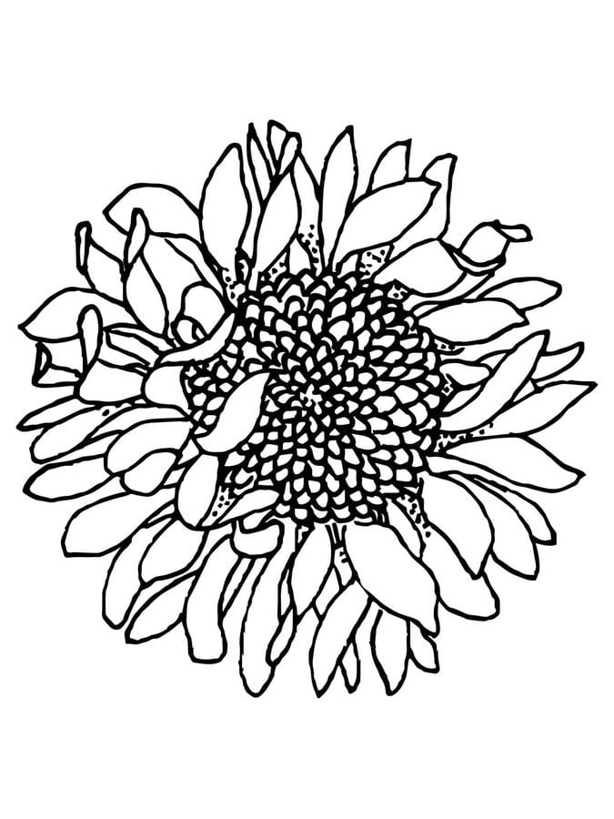 Coloring pages: Sunflowers 4