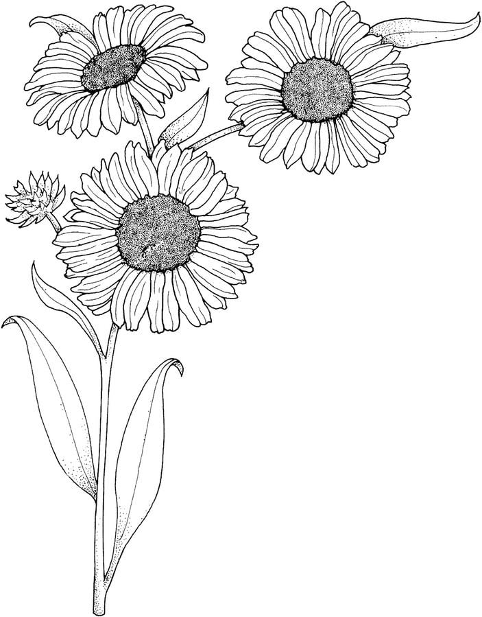 Coloring pages: Sunflowers 5