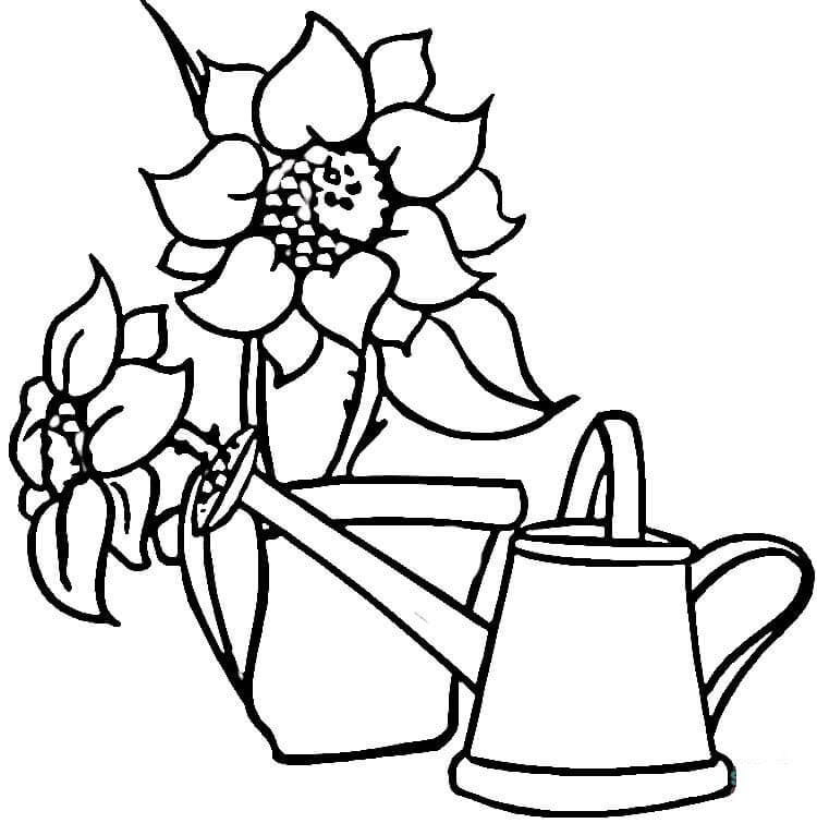 Coloring pages: Sunflowers
