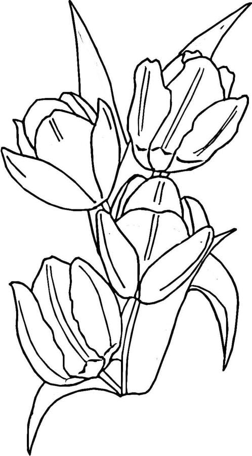 Coloriages: Tulipa